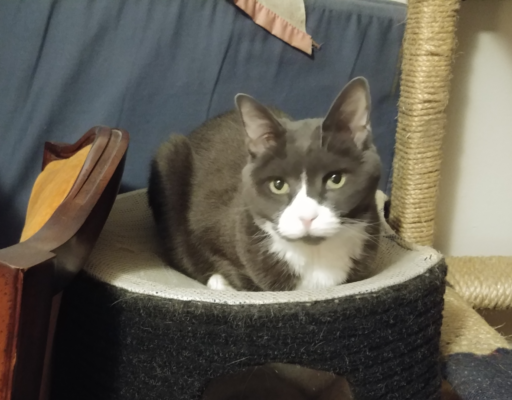 Belle in Tree Net Bed
