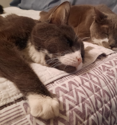 Why Senior Pets Bond Differently Than Younger Animals