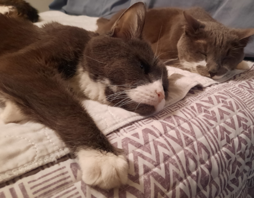 Belle and Paws Chillin'