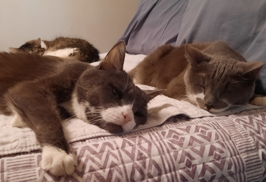 Belle, Paws, and Everly Total Contentment