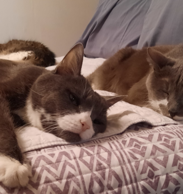 Pet Journaling: The Therapeutic Value of Documenting Your Pet’s Life