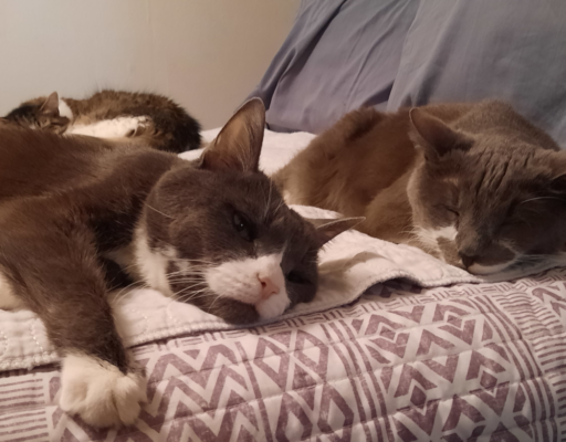 Belle, Paws, and Everly Total Contentment