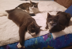 BellenPaws.com - Belle, Paws, and Everly