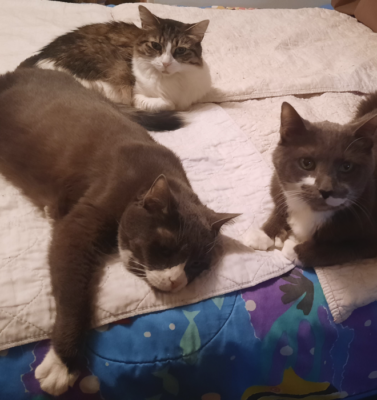 How Retail Pet Sales Contribute to Overpopulation