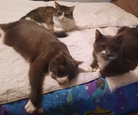 How Retail Pet Sales Contribute to Overpopulation