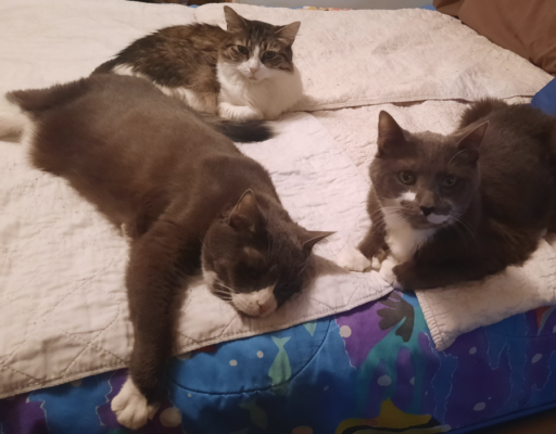 BellenPaws.com - Belle, Paws, and Everly