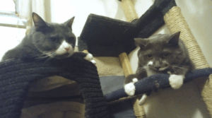 BellenPaws.com - Belle and Paws in the cat tree