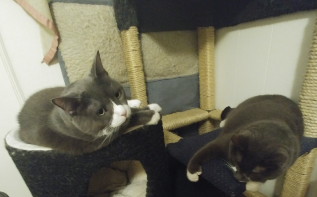 Belle and Paws Chilling on a Tree