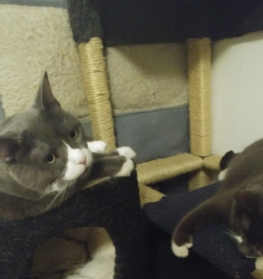 The Quiet Strength Behind Every Rescue