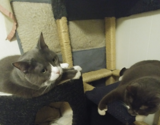 Belle and Paws Chilling on a Tree