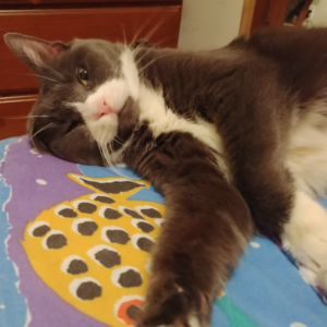 BellenPaws.com - Belle's Playful Look