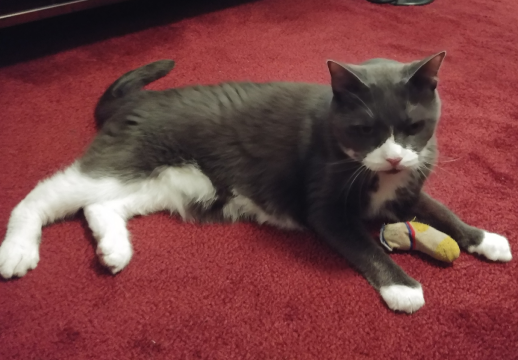 Belle Playing with her Sock