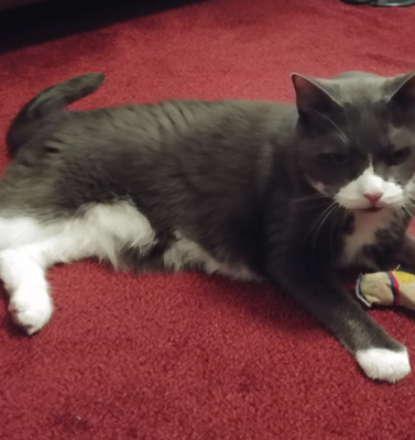 Why Play Still Matters for Senior Dogs and Cats