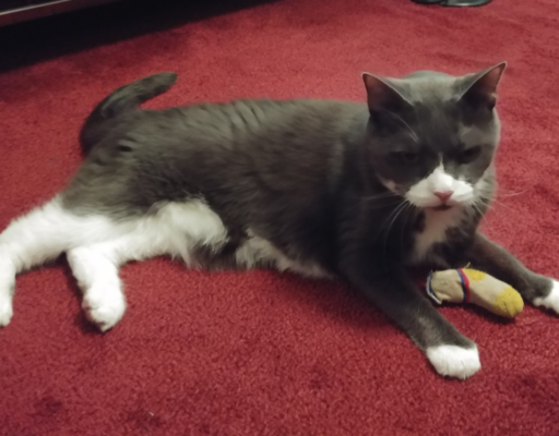 Belle Playing with her Sock