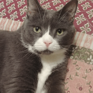 BellemPaws.com - Belle in a Pose