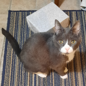 BellenPaws.com - Belle Posing