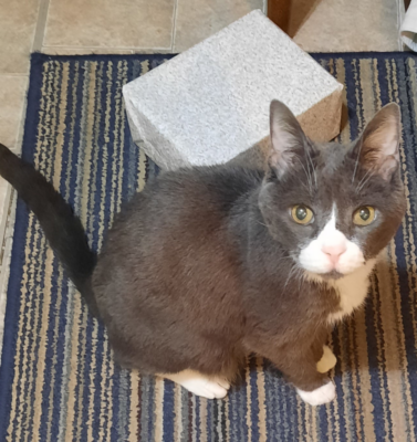 Psychogenic Alopecia Isn’t ‘Just Stress’: Why Emotional Health Matters in Cats