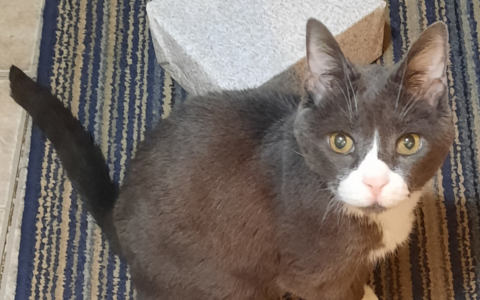 Psychogenic Alopecia Isn’t ‘Just Stress’: Why Emotional Health Matters in Cats