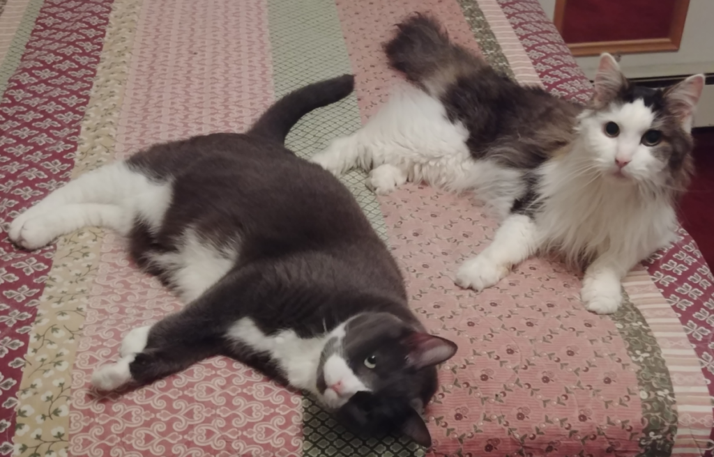 Belle and Rascal on the Bed
