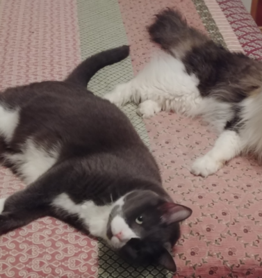 Overcoming the Fear of Heartbreak When Adopting a Senior Pet