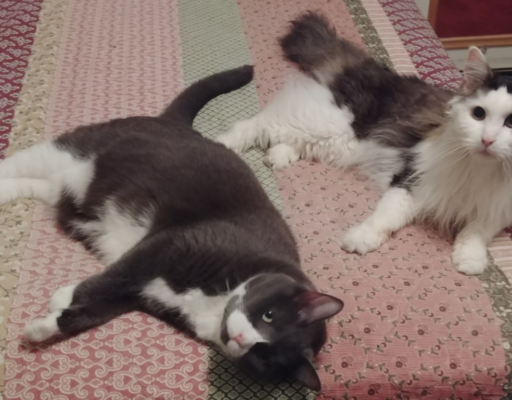 Belle and Rascal on the Bed