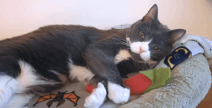 BellenPaws.com - Belle Relaxed