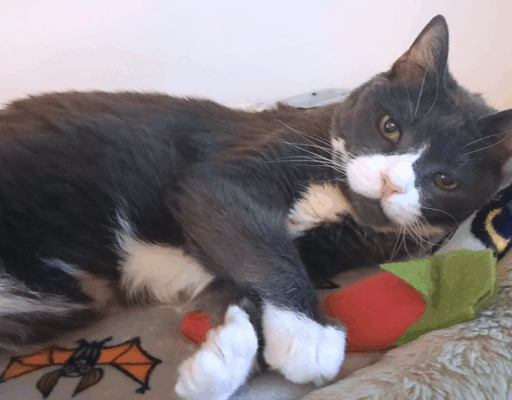 BellenPaws.com - Belle Relaxed