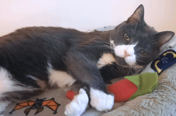 Senior Pet Medication Guide: Getting Pills into Cats and Dogs