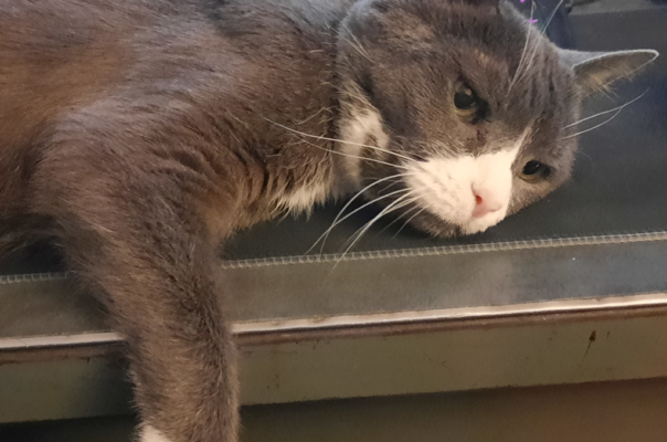 Emotional Changes in Aging Pets and How to Respond With Compassion