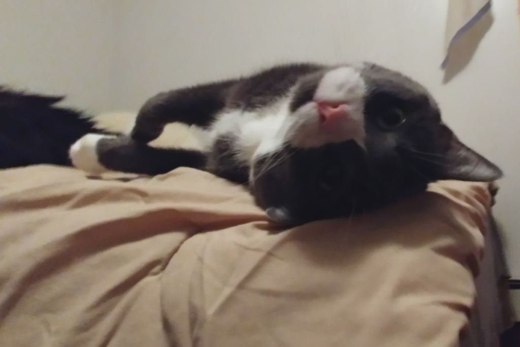 Belle Reversed on Bed