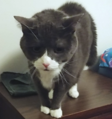 Cats Adjusting to a New Dog in the House