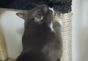 Belle Scratching Tree
