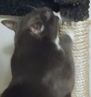 Advocating for Anti-Declaw Legislation in Your State