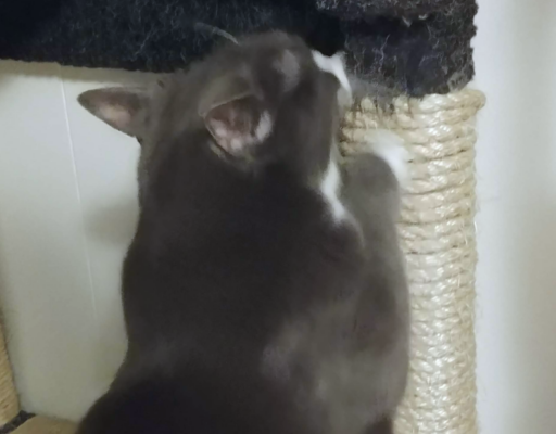 Belle Scratching Tree