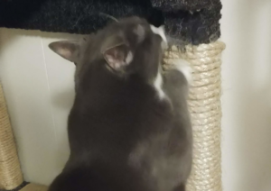 Belle Scratching