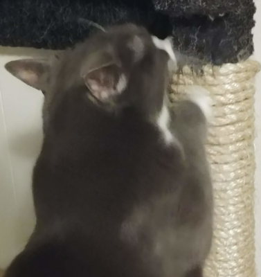 Understanding Why Cats Need to Scratch: How to Embrace It Without Losing Your Furniture or Your Mind