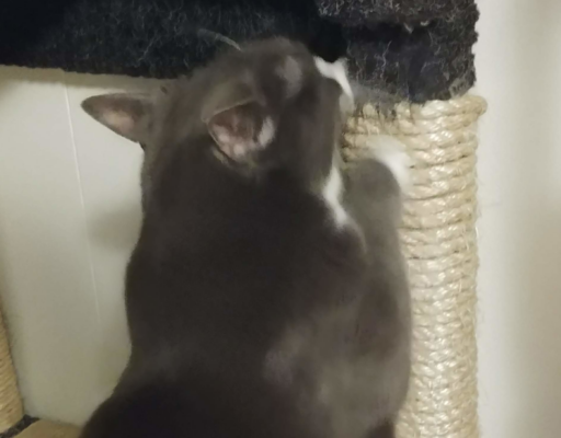 Belle Scratching