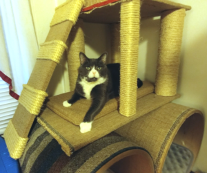 BellenPaws.com - Belle Sitting in Tree