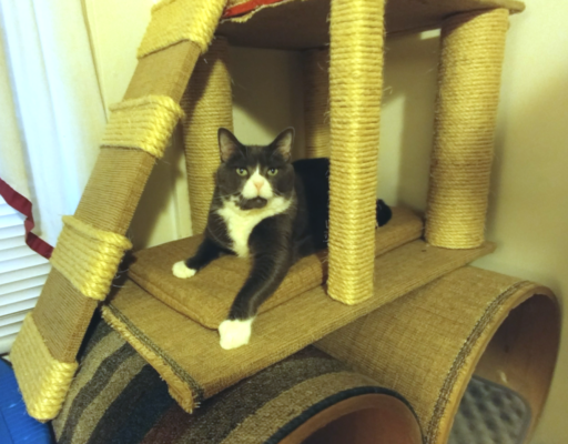 BellenPaws.com - Belle Sitting in Tree