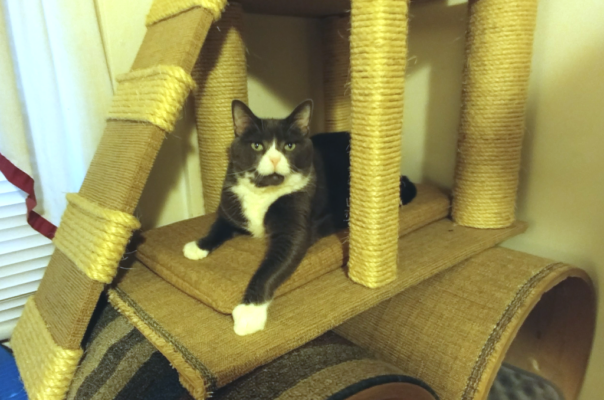 Why Cats Need Vertical Scratching and Climbing Spaces