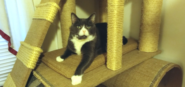 Why Cats Need Vertical Scratching and Climbing Spaces