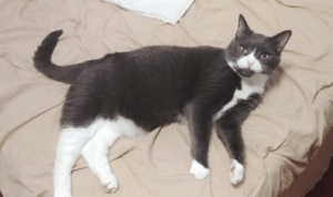 BellenPaws.com - Belle Smiling