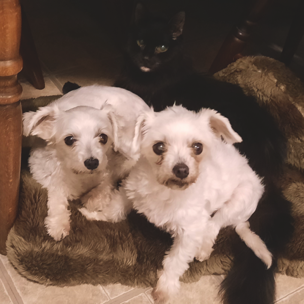 Bella, Sophie, Blackie Under Table