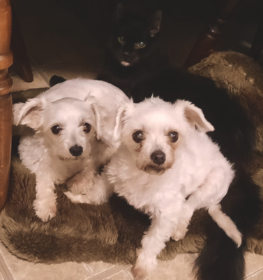 The Power of Routine for a Pet’s Mental Health