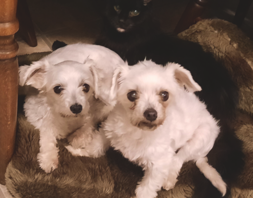 Bella, Sophie, Blackie Under Table