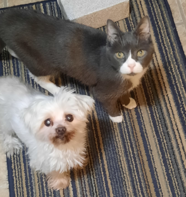 Why Senior Pets Benefit From Veterinary Visits Every Six Months
