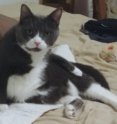 Psychogenic Alopecia in Cats: When Grooming Becomes Something More