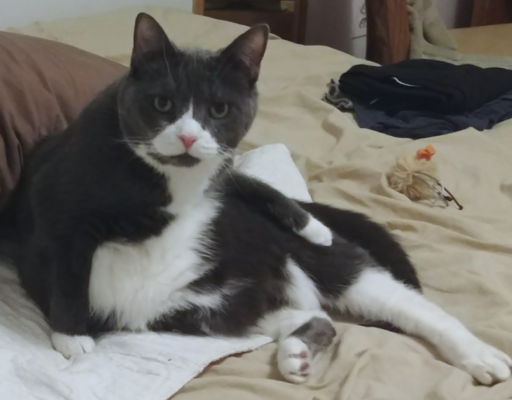 Belle Stopped Grooming