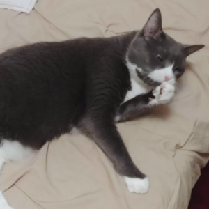 BellenPaws.com - Belle Taking Bath