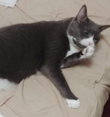 Skin and Coat Changes in Aging Cats